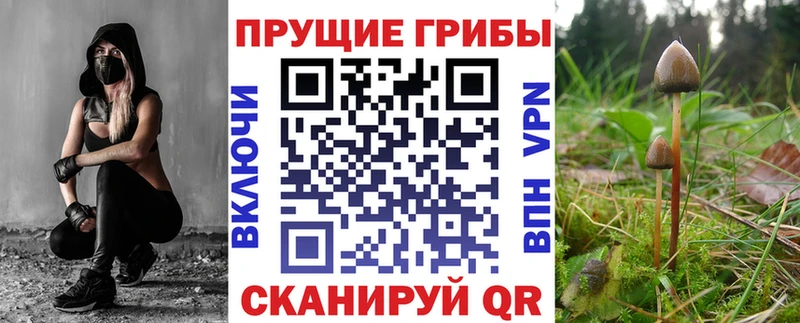 Псилоцибиновые грибы Psilocybe  Купить где  Новоалтайск 